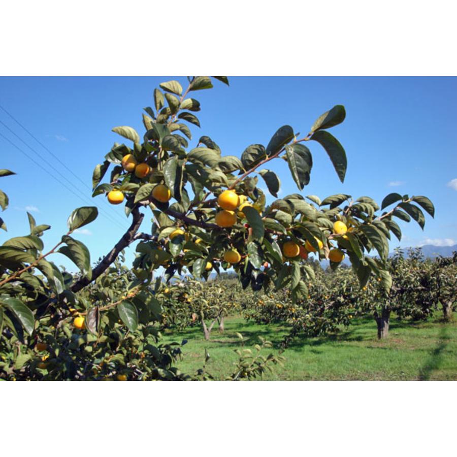 ＜ながほりファーム＞庄内干し柿セット（自然干し20個、遠赤外線干し6個）